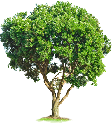 De Arboles - Tree Psd (1000x461), Png Download