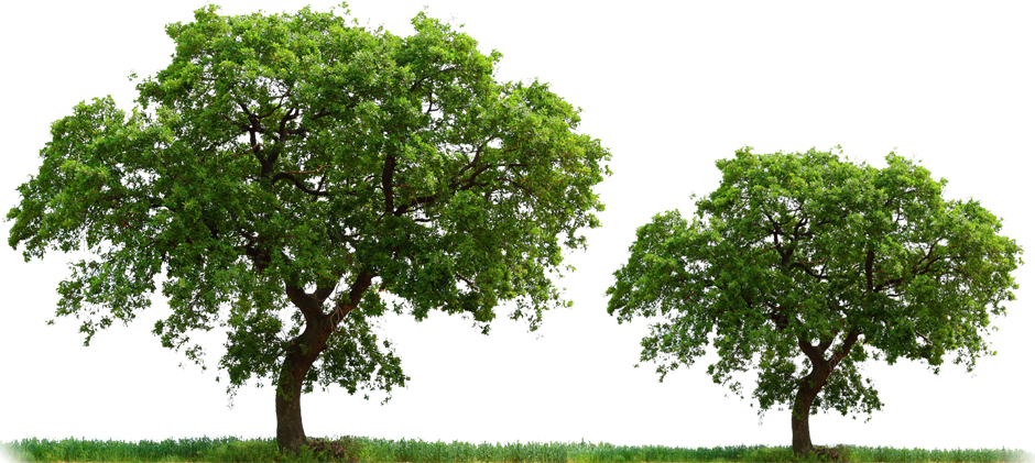Arboles Y Flores Png - Arboles Reales En Png (940x421), Png Download