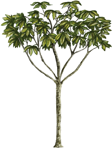 Yarumo - Yarumo Png (377x500), Png Download