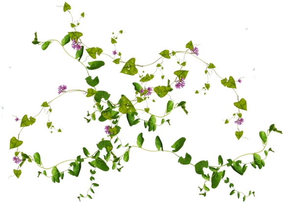 10 Plantas & Flores Libres Png Imágenes En Dzzyn - Green Plant Png (640x466), Png Download