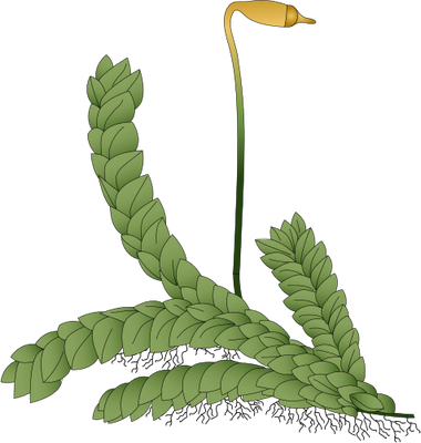 Ian Symbol Moss 2 - Non Vascular Plant Png (380x400), Png Download