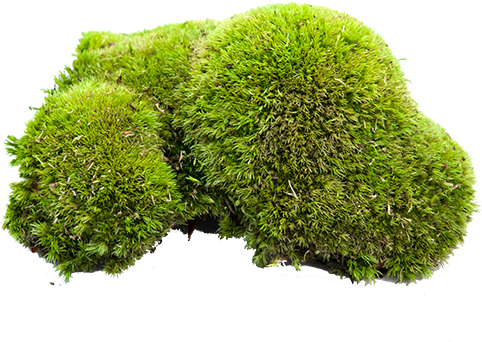 Download Pole Moss - Food - Full Size PNG Image - PNGkit