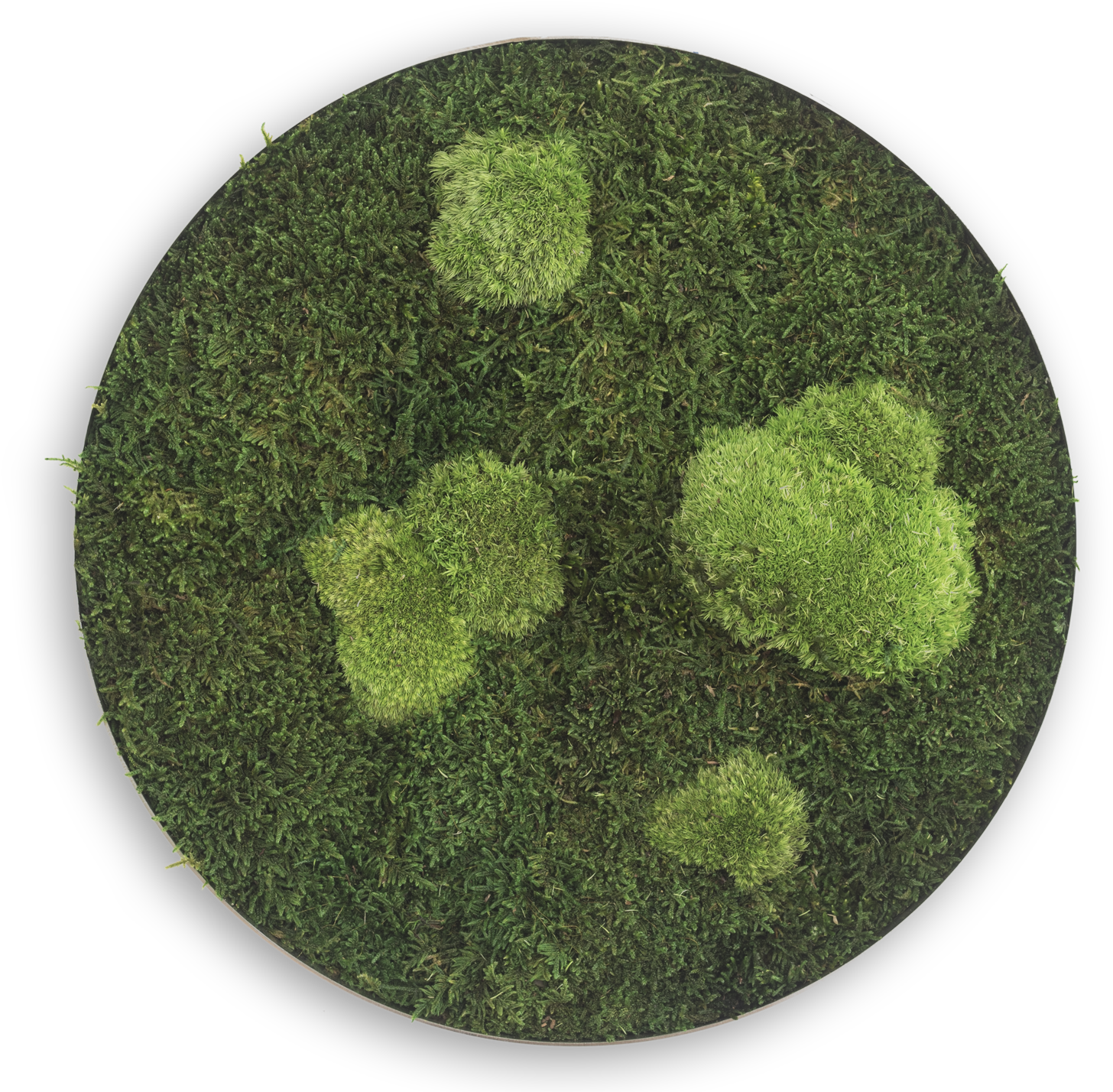 Flat En Pole Moss Circle ⍉ 34 Cms - Ellipsoidal Wood & Ball Moss 34 (1500x1458), Png Download