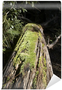 Moss (400x400), Png Download