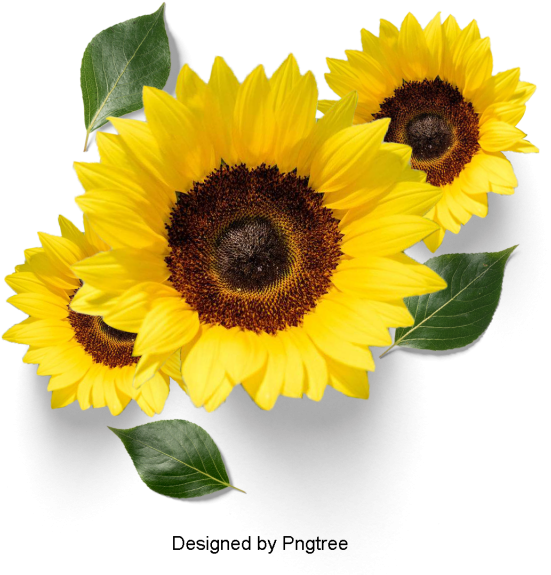 Beautiful Fresh Flower Petals, Flowers, Petals, Leaves - Flower (640x640), Png Download