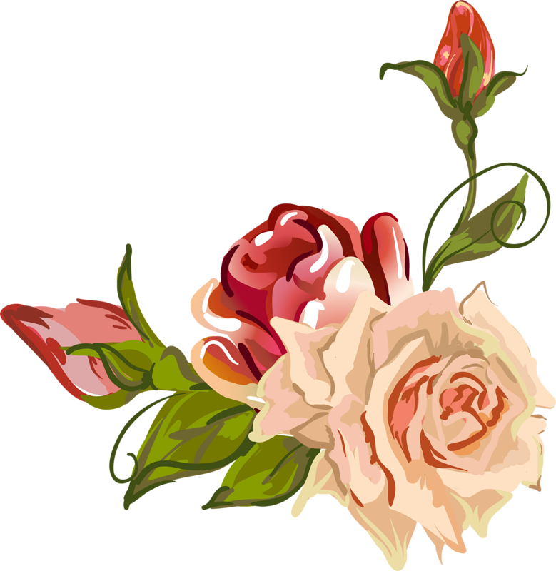 Garden Roses Centifolia Roses Flower Petal Drawing - Garden Roses (779x800), Png Download