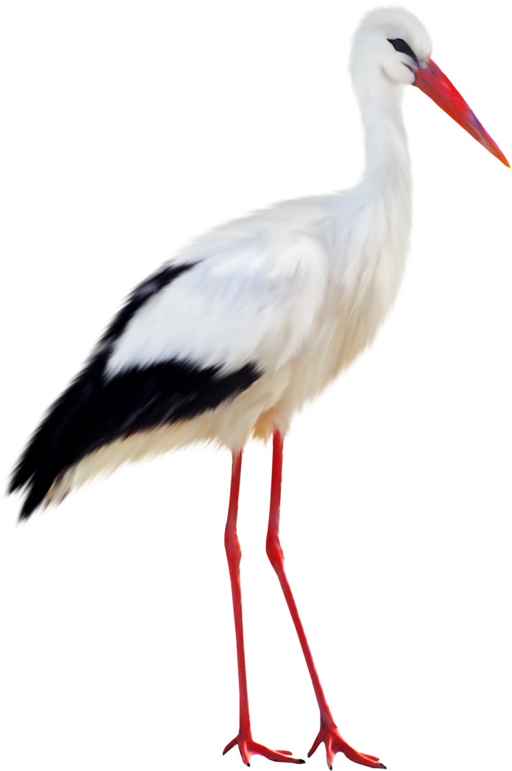 Stork Transparent Image - Stork Png (974x1280), Png Download