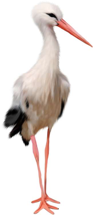 Download - Stork Png (533x800), Png Download