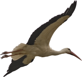 Stork Transparent Png Sticker - Stork Bird Png Transparent Background (400x400), Png Download