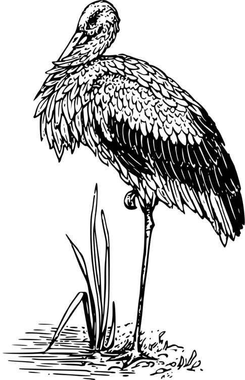 Crane White Stork Bird Hawk Beak - Stork (485x750), Png Download
