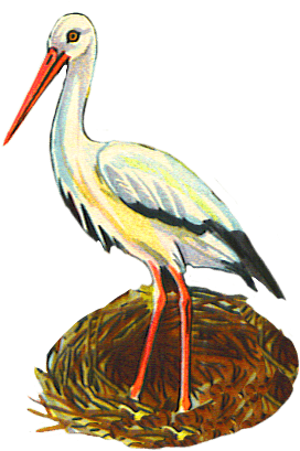 Birds - Stork Cliparts (293x419), Png Download