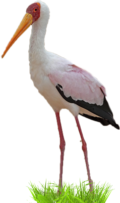 Yellow-billed Stork - Ciconiiformes (400x400), Png Download