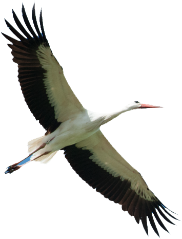 Storks - Cigognes Png (449x500), Png Download
