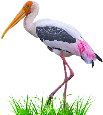 Painted Stork - Stork (400x399), Png Download