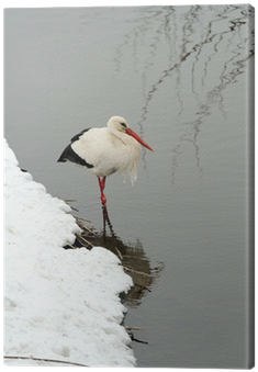 White Stork (400x400), Png Download