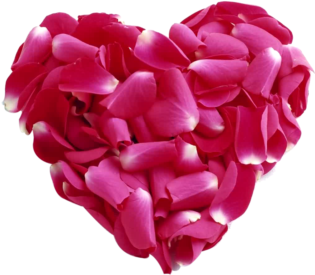 Pink Rose Petal Heart Png - Very Beautiful Pictures Of Roses (1090x968), Png Download