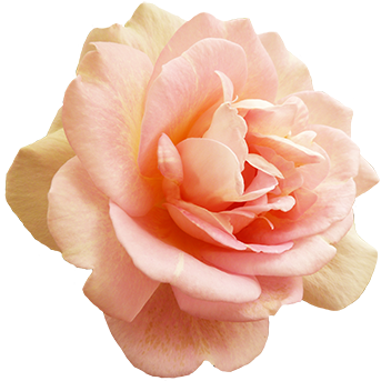 Valentine's Day Pink Rose - Blush Pink Rose Png (354x347), Png Download
