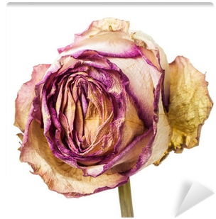 Closeup Of Withered And Dried Pink And Yellow Rose - Yellow (400x400), Png Download