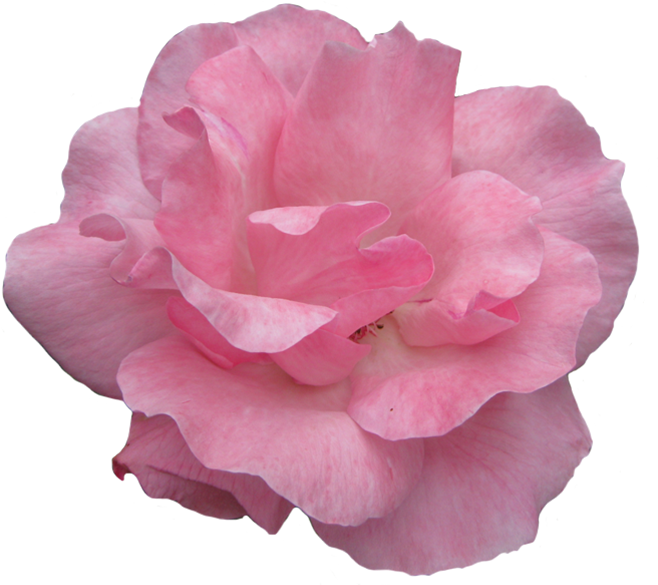 Pink Rose Clipart Garden - Garden Roses (687x709), Png Download