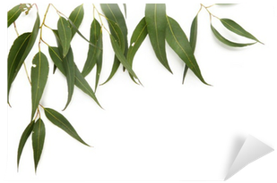 Gum Tree Leaves Png (400x400), Png Download