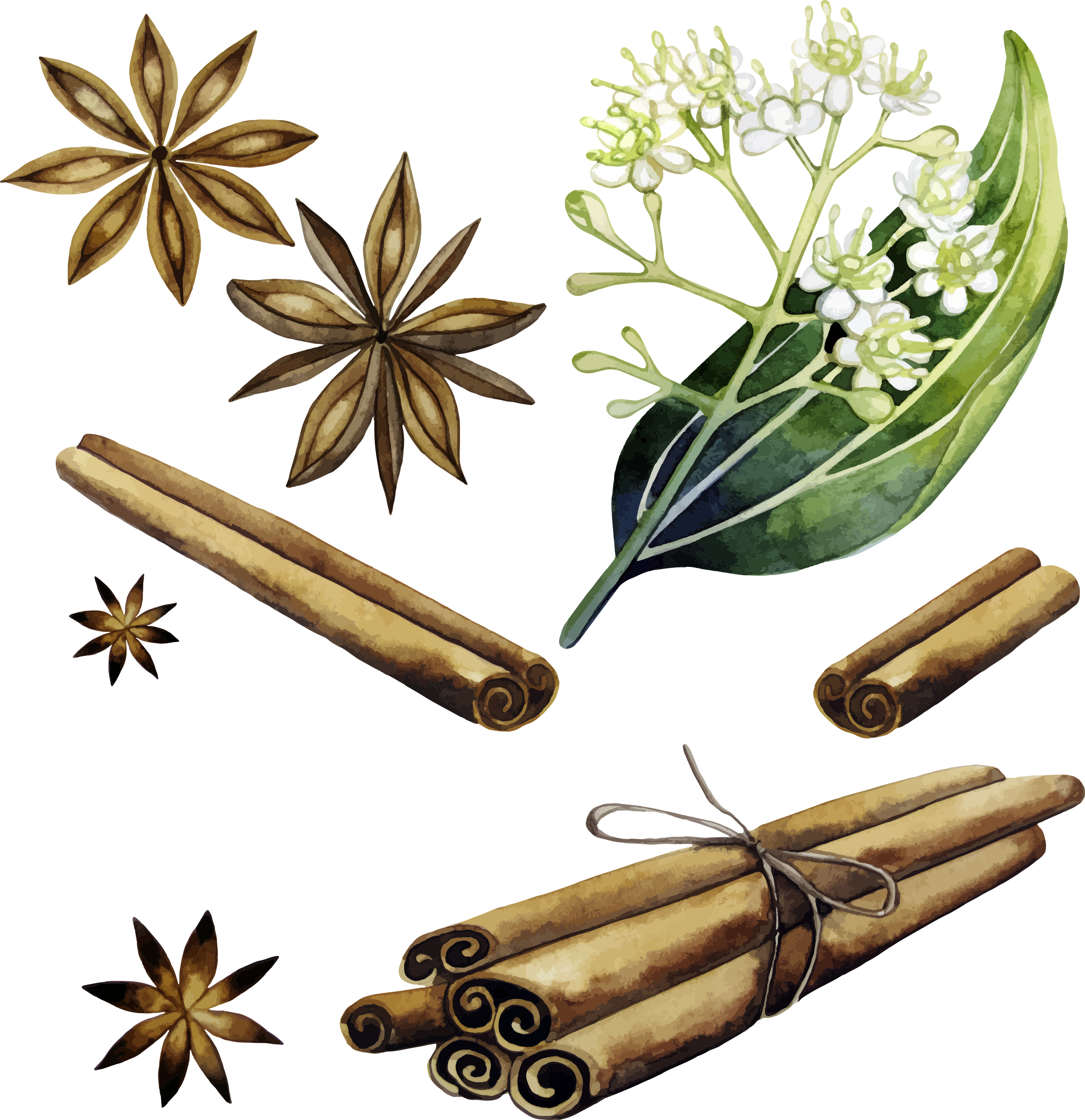 Cinnamon Vector Plant - Illustration Cinnamon Png (2356x2432), Png Download