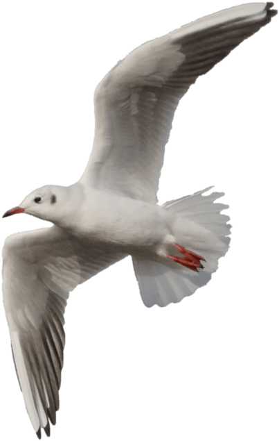 Free Png Gull Png Images Transparent - Seagull Flying Png (480x676), Png Download