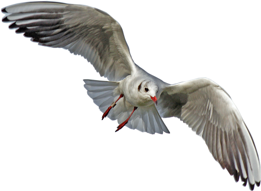 Gulls Png File - Sea Birds Transparent Background (600x482), Png Download