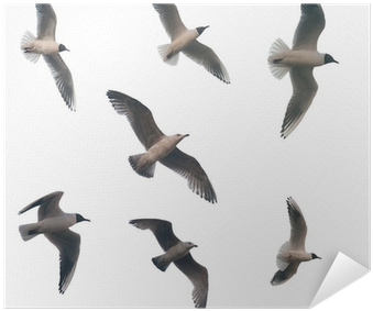 Aves Volando Con Fondo Blanco (400x400), Png Download