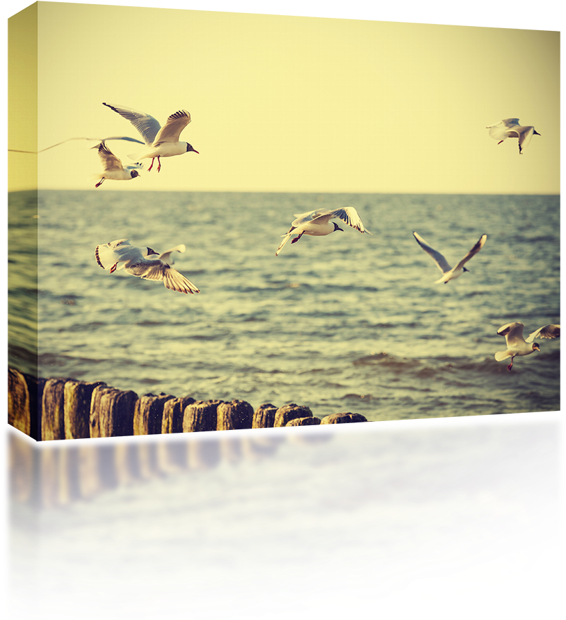 Seagulls Soaring - Vintage (1024x1024), Png Download