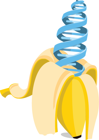 Banana - Banana Dna Png (392x551), Png Download