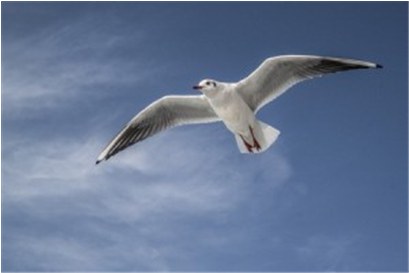 European Herring Gull (670x272), Png Download