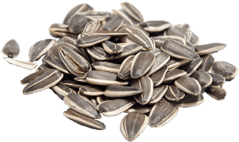 Seeds Clipart Transparent Background - Ηλιόσποροσ (480x480), Png Download