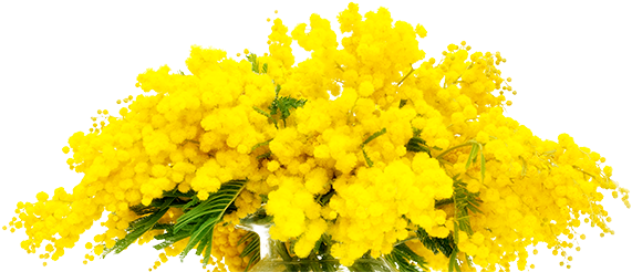 The Mimosa - Frasi Sulle Donne 8 Marzo (600x252), Png Download