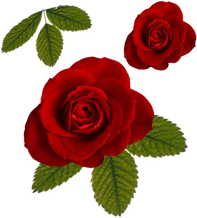 Leaf Roses Png - Rose And Leaf Png (800x800), Png Download
