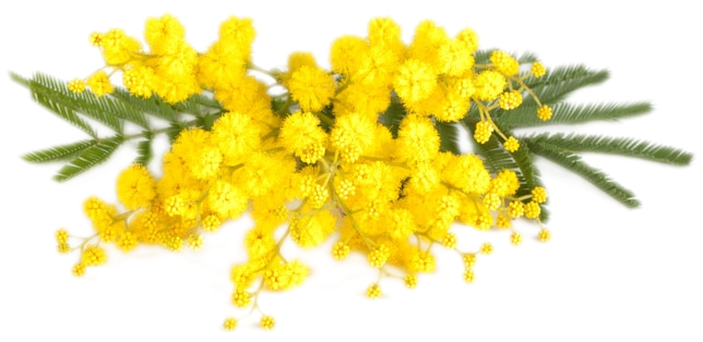 Mimosa - Culti Stile Room Diffuser - Aqqua - 250ml/8.33oz (645x410), Png Download