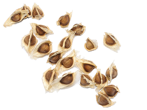 Moringa Seed Png (588x392), Png Download