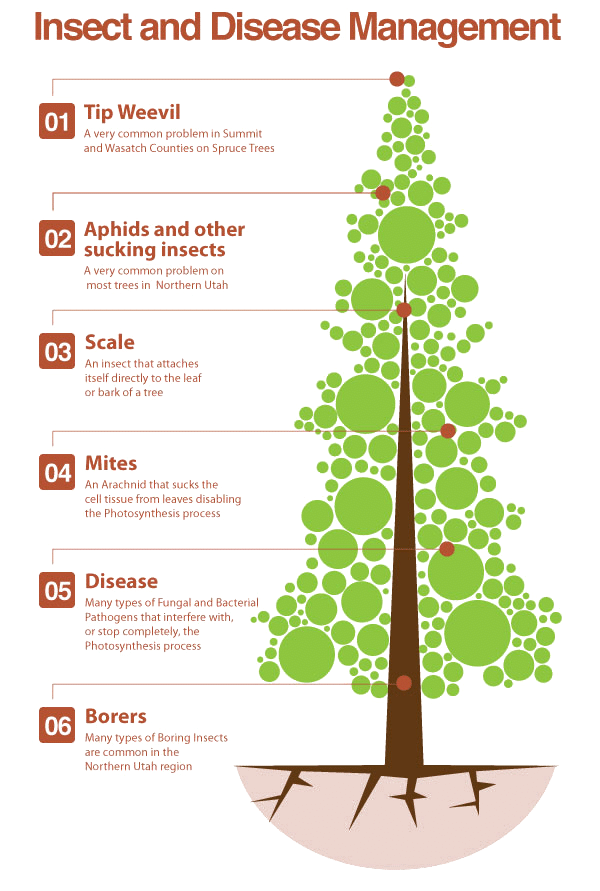 An Infograph Highlighting Disease And Insect Management - Christmas Tree (600x891), Png Download