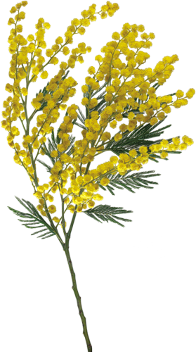 Tubes Fleurs - Per La Festa Della Donna (279x500), Png Download