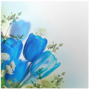 Blue Tulips With Mimosa, Spring Background Poster • - Blue (400x400), Png Download