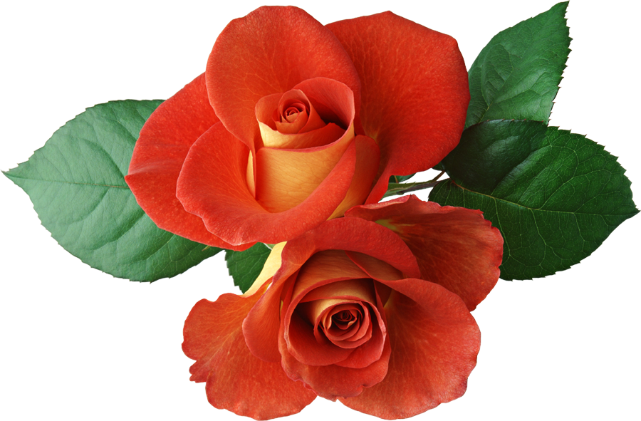 Two Roses Clipart - Photoshop Rose Brushes (900x591), Png Download