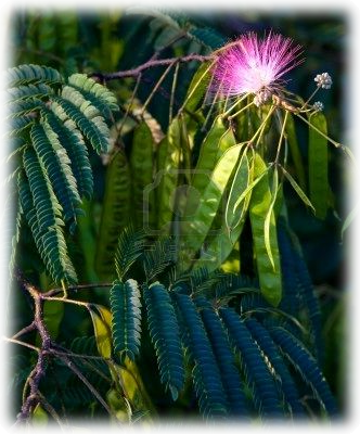 7469918 Mimosa Ou Ar - Portable Network Graphics (332x400), Png Download