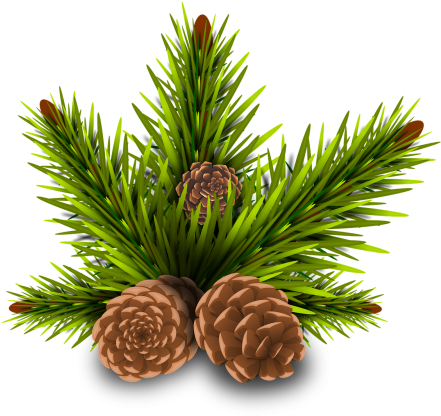 Pinheiro Pine Cones Tree Branch Rama Leave - Conos De Pino Png (356x340), Png Download