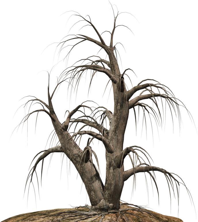 Download Desert Tree Png Clipart Black And White Stock Illustration Full Size Png Image Pngkit