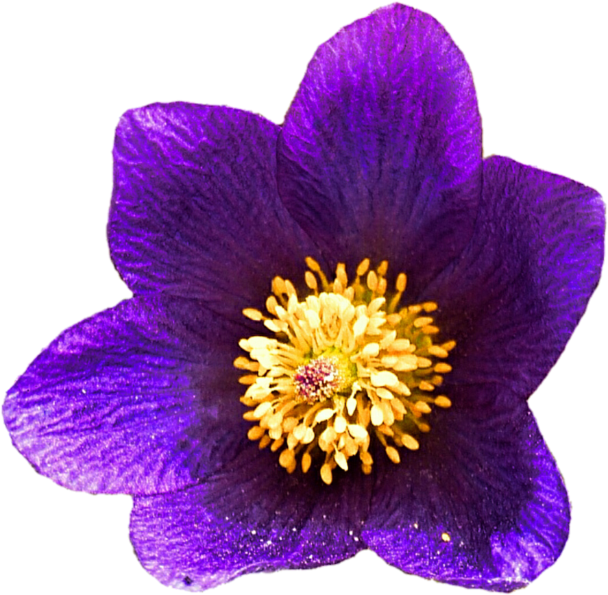Wild Desert Flower By Jeanicebartzen27 On Deviantart (907x880), Png Download