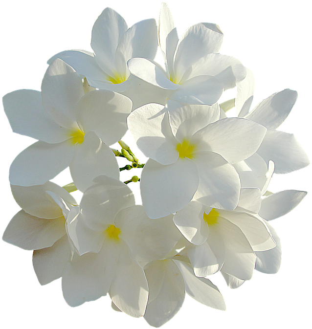 White Flowers 849770 960 720 - White Plumeria Personalized Bridesmaid Tote, Adult (960x720), Png Download