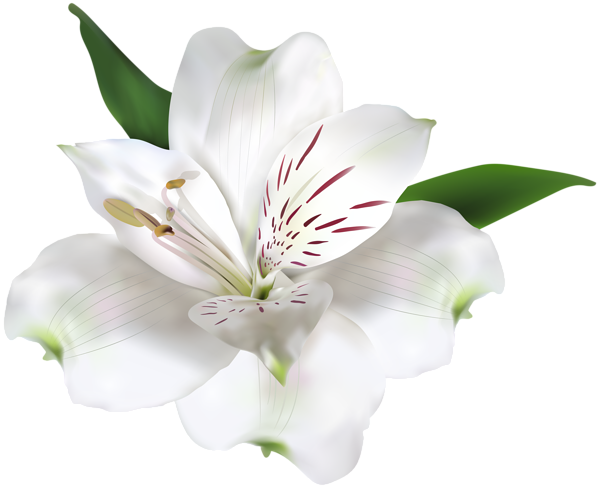 Attn - Peruvian Lily (600x488), Png Download
