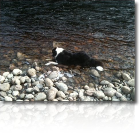 Alpha Really Wishes He Could Find An Extra Line, He - Cardigan Welsh Corgi (488x473), Png Download