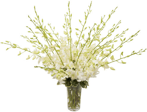 Orchid Beauty White, Large - Bouquet (500x611), Png Download
