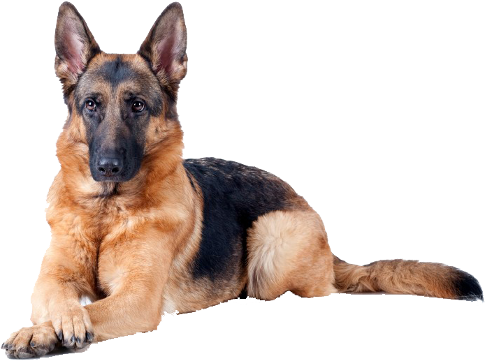 Haz De Tu Pasión Una Profesión - German Shepherd Sniffer Dog (701x526), Png Download