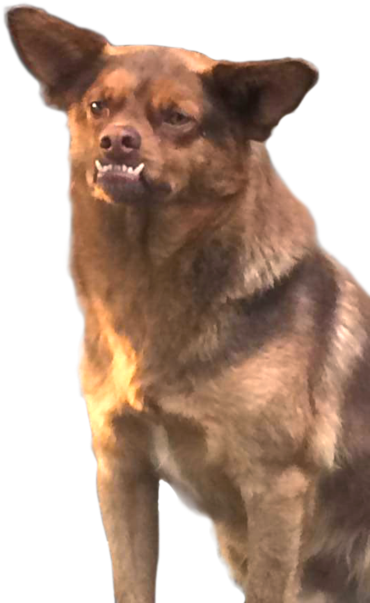 Vampipe ⍨ On Twitter - Chilaquil El Perro Memes (584x901), Png Download